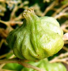  Fruit with persistent inflated calyx